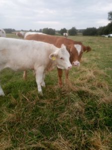 IMG_20210727_203524643